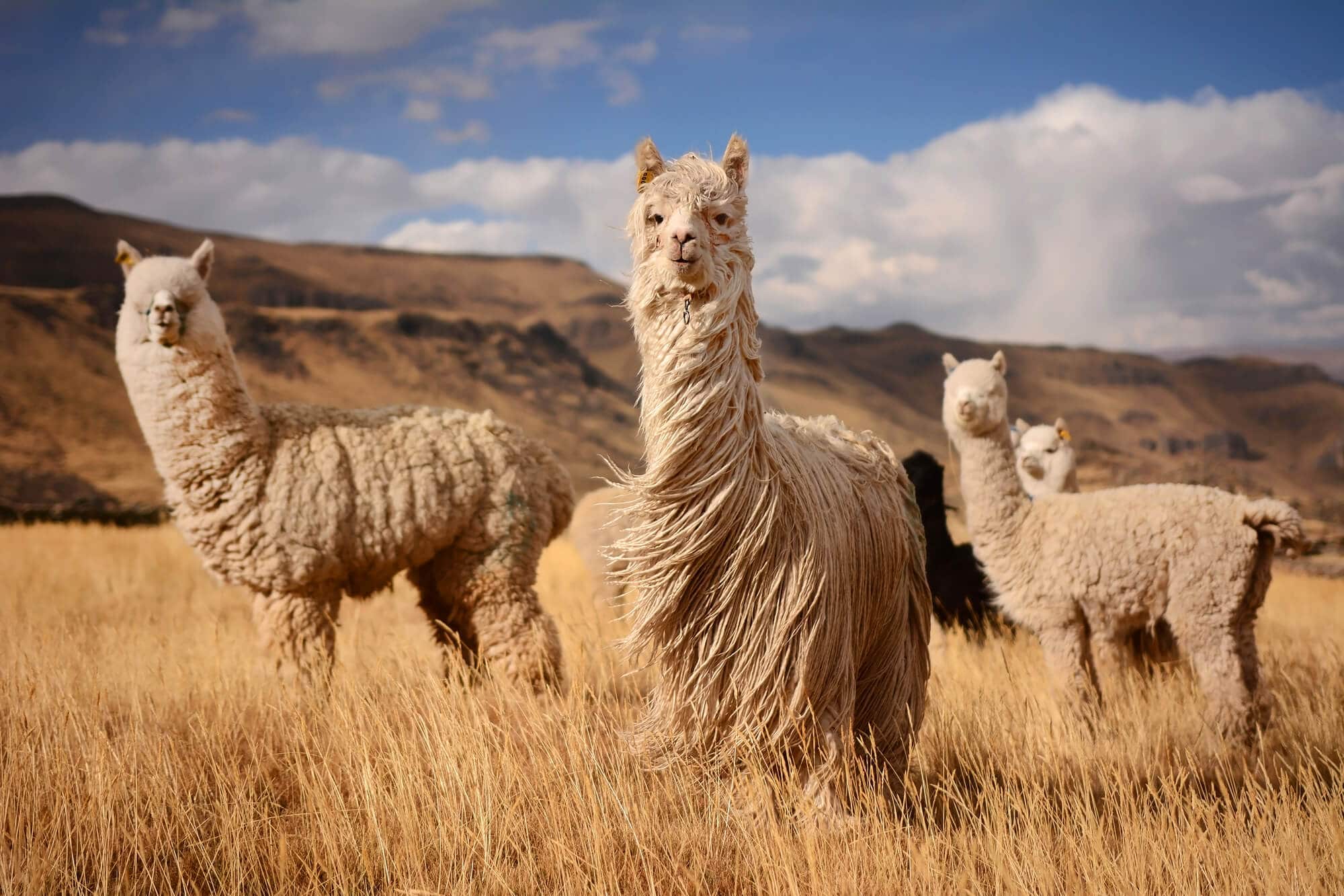 Alpacas in Andes Mountains