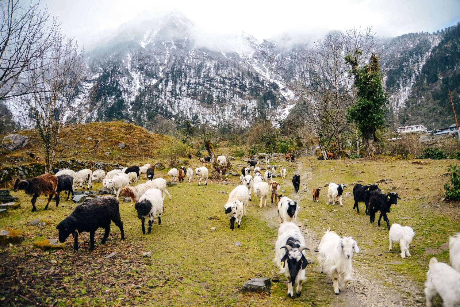 Cashmere goat