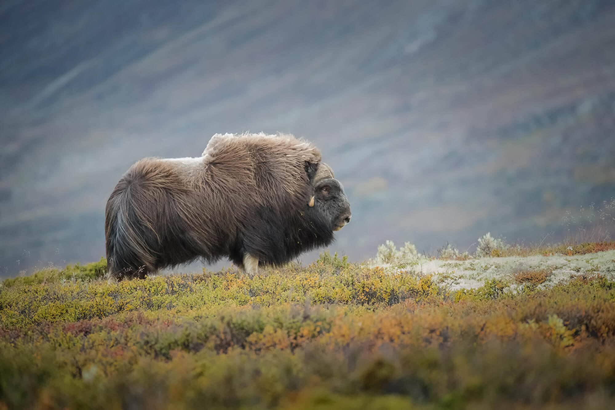 Musk ox wool