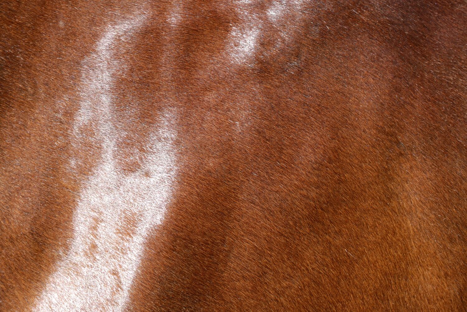 Horse Hide