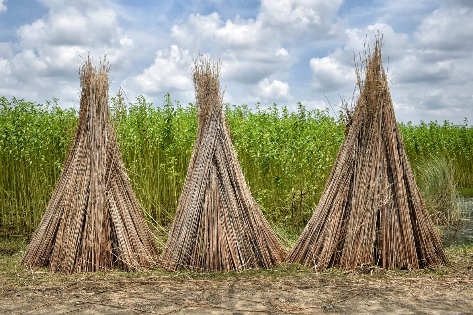 Jute Cultivation