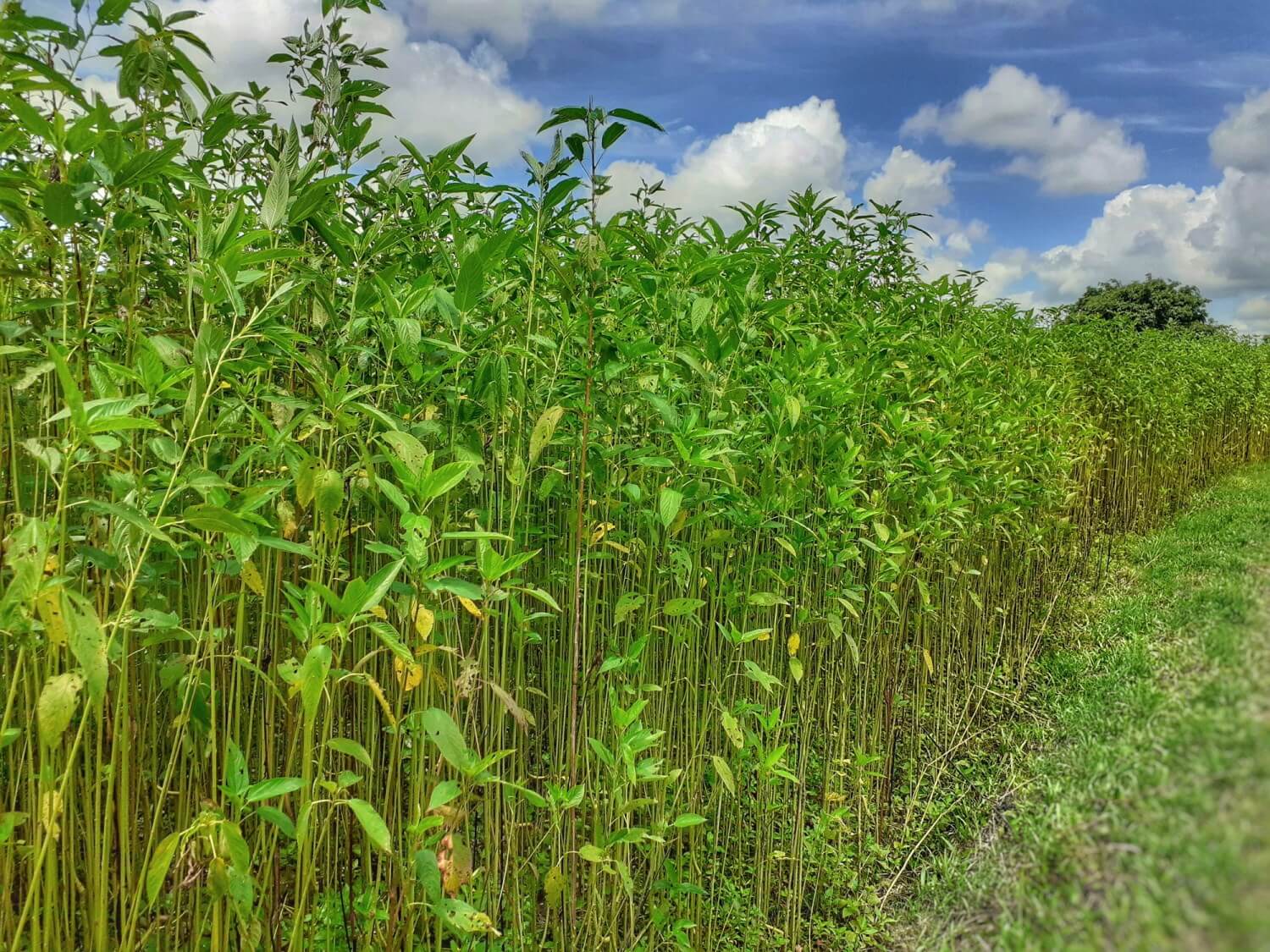 Jute Field