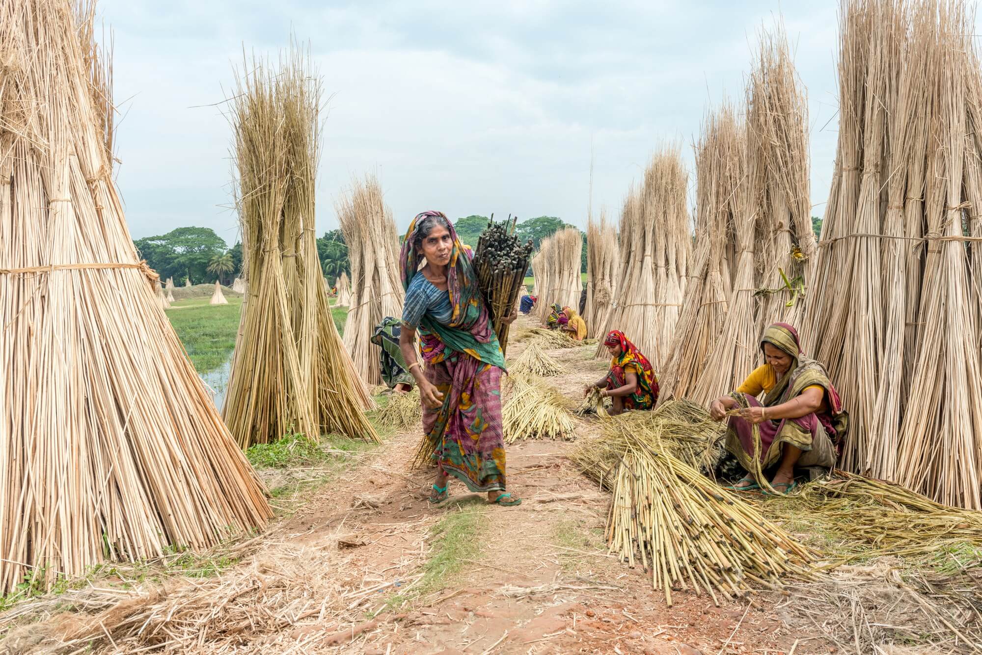 Jute processing