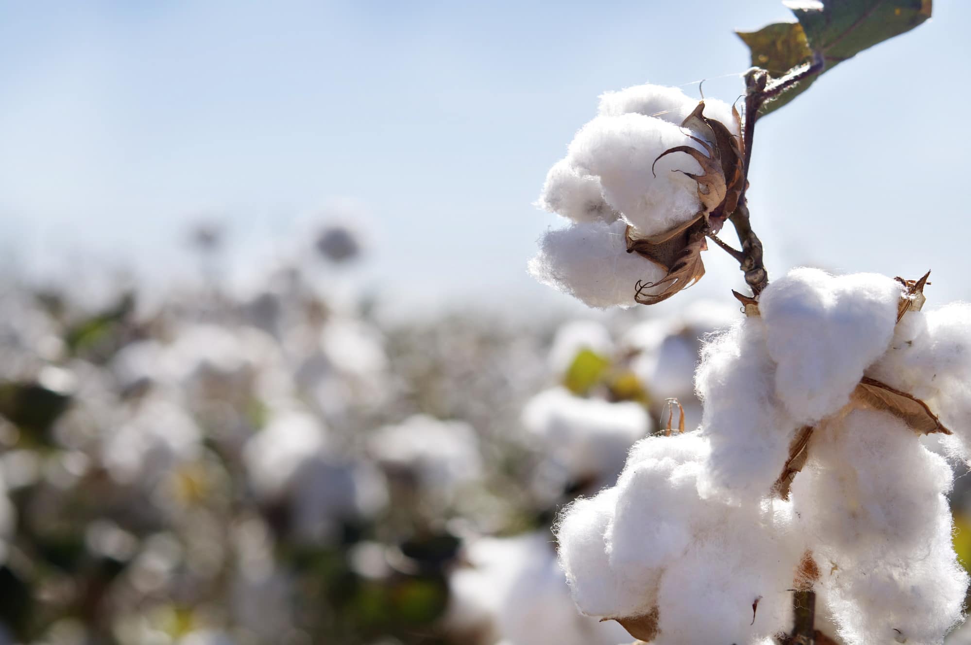 Close up of Ripe cotton bolls